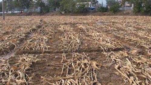 秸稈還田 秸稈還田